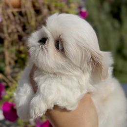 Saint Laurent (S13,999) - White male Shih Tzu puppy in Frederick, Maryland from Shih Tzu Puppy in Maryland