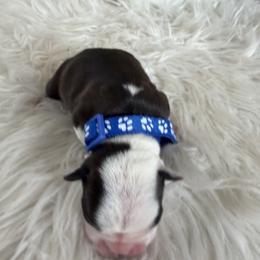 Boy Blue collar - Black brindle and white male Boston Terrier puppy in Sunnyside, Washington from Castellanos Bostons