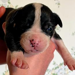 Girl 4 - female Alapaha Blue Blood Bulldog puppy in Grafton, Ohio from Eclipse Alapaha Kennels