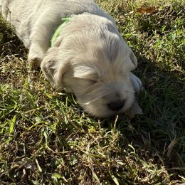 Boy 2 - Light golden male Golden Retriever puppy in Buckeye, Arizona from Ryder's Roundup
