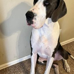 Great Dane All Grown Up from Riverwood Danes