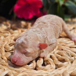 Boy - Apricot male Poodle puppy in Salem, Missouri from Meadowbrook Poodles