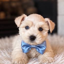 Prince - White male Miniature Schnauzer puppy in Richmond, Texas from Poodles of the south