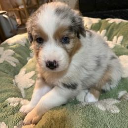 Olaf - Blue merle male Australian Shepherd puppy in Hemet, California from Perfect Companion Aussie's