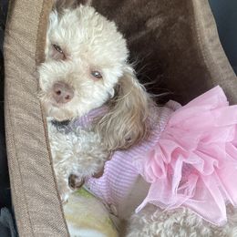Yona - Poodle