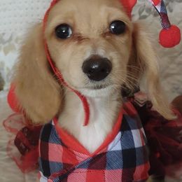 Dachshunds from Grandma's Hotdogs
