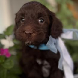 Boo - Chocolate male Australian Labradoodle puppy in Citrus Heights, California from Elite Blend Labradoodles