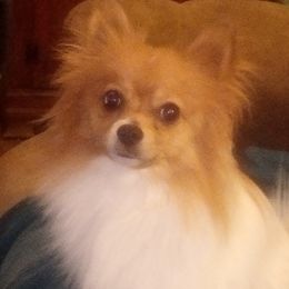 Callie - Pomeranian