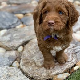Australian Labradoodle Puppies from Cascade Canyon Labradoodles