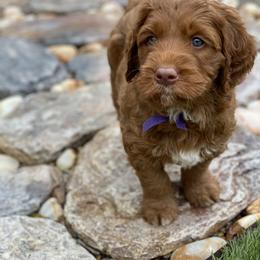 Australian Labradoodle Puppies from Cascade Canyon Labradoodles