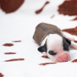 Chinese Crested Puppies from Qilin Chinese Crested