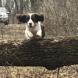 English Springer Spaniels from Harmony's English Springer Spaniels