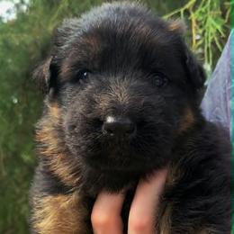 Orange Collar - Male - Black and red male German Shepherd puppy in Charlotte, North Carolina from Zuflucht K9s