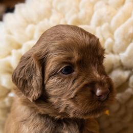 Australian Labradoodle Puppies from Providence Labradoodles