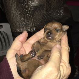 Miniature Pinscher Puppies from RisingStar Miniature Pinschers