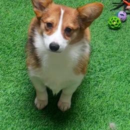Lady - Pembroke Welsh Corgi