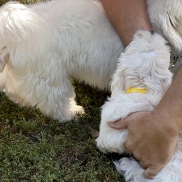 Coton de Tulear Puppies from Smoky Mountains Cotons