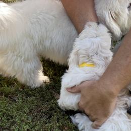 Coton de Tulear Puppies from Smoky Mountains Cotons