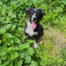 Shimmer - Black tri-color female Australian Shepherd puppy in Albertville, Alabama from Salt Creek Aussies