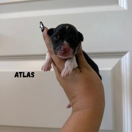 Atlas - Black and tan male Pembroke Welsh Corgi puppy in Red Bluff, California from Wilder Ranch Corgis