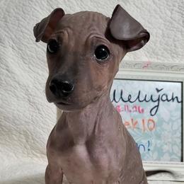 American Hairless Terrier Puppies from Dark Knight Kennel