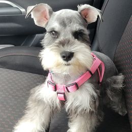 Miniature Schnauzer All Grown Up from Regency Schnauzer