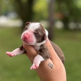 Cooper - Red tri-color male Australian Shepherd puppy in Orlando, Florida from Skaky Shepherds