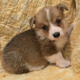 Female 2 - Sable female Pembroke Welsh Corgi puppy in Unicoi, Tennessee from Unaka Mountain Corgis