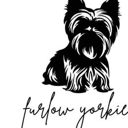 Yorkshire Terriers from Furlows La yorkies
