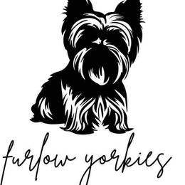Yorkshire Terriers from Furlows La yorkies