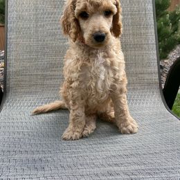 ECHO - Apricot Poodle puppy in Thornton, Colorado from Shandy Poodle