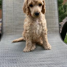 ECHO - Apricot Poodle puppy in Thornton, Colorado from Shandy Poodle