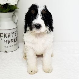 Bernedoodle Puppies from Rose River Farms