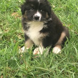 Australian Shepherd and Collie Puppies from Nicara kennel