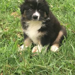 Australian Shepherd and Collie Puppies from Nicara kennel