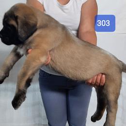 AKC PUP 303 - Fawn male Mastiff puppy in Ava, Missouri from Ozark Mountain Mastiffs