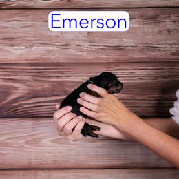 Emerson - Phantom male Goldendoodle puppy in Calhoun, Georgia from Happy Top Doodles