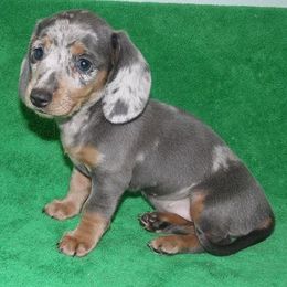 Dachshund Puppies from Cranberry Dachshunds