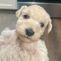 Sydney Skye - Wheaten female Miniature Schnauzer puppy in Interlachen, Florida from Pam's Schnauzers