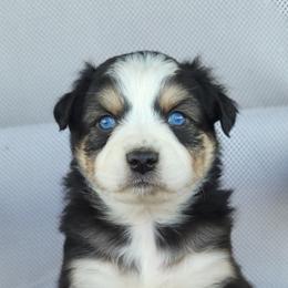 Australian Shepherd, Shichon, and Shihpoo Puppies from Pilot Hill Teddy Bear Puppies