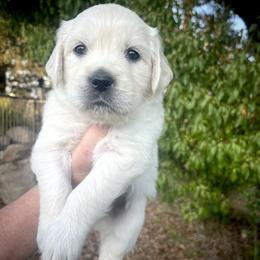 Yellow - Light golden female Golden Retriever puppy in Clovis, California from Puppy Love, Hall's Goldens