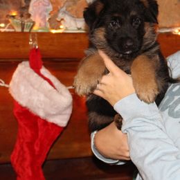 Boy 3 - Black and red male German Shepherd puppy in Claysville, Pennsylvania from Von Kunstlerisch