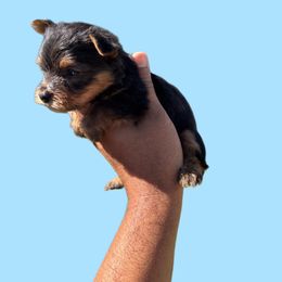 Boy 2 - Black and tan male Yorkshire Terrier puppy in Pomona, California from Lunio's Yorkies