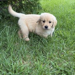Birdie - Golden female Golden Retriever puppy in Lynn, Indiana from Four Seasons