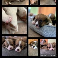 Pembroke Welsh Corgi Puppies from Western Star Corgis