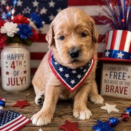 Bashful-Yellow - Apricot male Goldendoodle puppy in Bay City, Texas from Charming Doods Goldendoodles