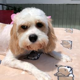 Sundae - Cavapoo