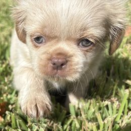 April - Liver female Shih Tzu puppy in Saint Johns, Florida from BEH Puppies LLC