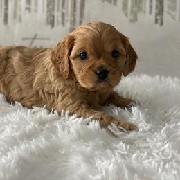 Dillon - Apricot male Cavapoo puppy in Lagrange, Indiana from Heavn Sent Acres