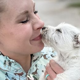 Bobka - White West Highland White Terrier puppy in Harrisville, Utah from Diamond in the Ruff
